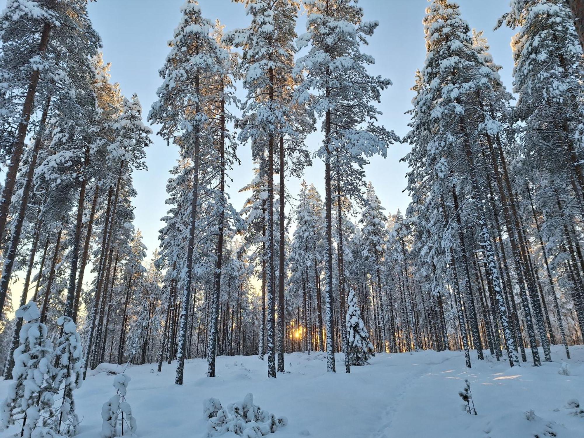 Villa Aleksi With Sauna Rovaniemi Bagian luar foto